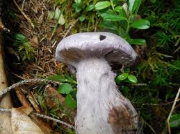 Attēlu rezultāti vaicājumam “Cortinarius traganus”