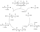 e-oligos DNA Synthesis