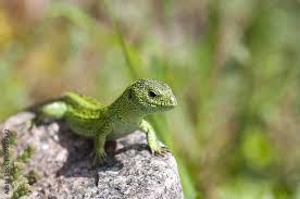 Attēlu rezultāti vaicājumam “Lacerta agilis male”