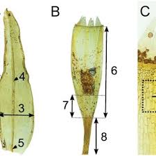 Attēlu rezultāti vaicājumam “Orthotrichum affine var. affine sporophyte”