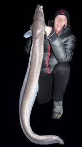 Image result for Conger conger