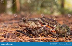 Attēlu rezultāti vaicājumam “Ranidae”