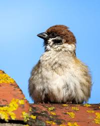 Image result for Passer montanus