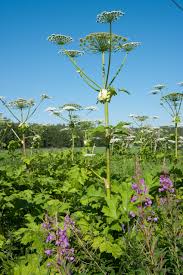 Attēlu rezultāti vaicājumam “Heracleum sosnowskyi leaf”