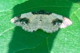 Attēlu rezultāti vaicājumam “Ligdia adustata”