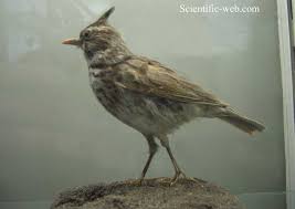 Attēlu rezultāti vaicājumam “Galerida cristata”