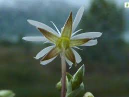Attēlu rezultāti vaicājumam “Stellaria crassifolia”