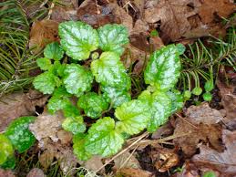 Attēlu rezultāti vaicājumam “Lamiastrum galeobdolon leaf”