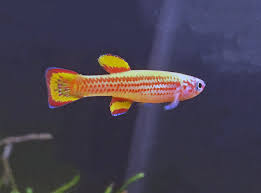 Image result for Aphyosemion