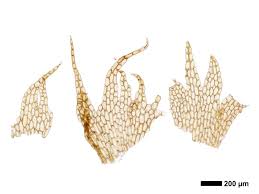Attēlu rezultāti vaicājumam “Cephalozia loitlesbergeri”