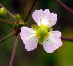 Attēlu rezultāti vaicājumam “Alisma plantago-aquatica fruit”