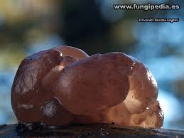 Attēlu rezultāti vaicājumam “Ascotremella faginea”