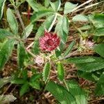 Attēlu rezultāti vaicājumam “Comarum palustre fruit”