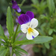 Attēlu rezultāti vaicājumam “Viola tricolor flower”