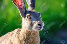 Attēlu rezultāti vaicājumam “Lepus europaeus adult”