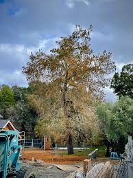 Attēlu rezultāti vaicājumam “Taxodium distichum”