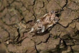 Attēlu rezultāti vaicājumam “Acleris cristana”