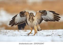 Attēlu rezultāti vaicājumam “Buteo buteo”