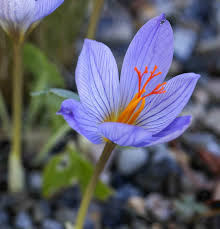Attēlu rezultāti vaicājumam “Crocus speciosus”
