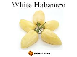 Afbeeldingsresultaat voor white habanero hot pepper