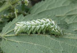 Attēlu rezultāti vaicājumam “Abrostola tripartita”