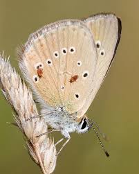 Attēlu rezultāti vaicājumam “Coenonympha glycerion underside”