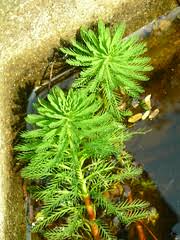 「綠羽毛」的圖片搜尋結果