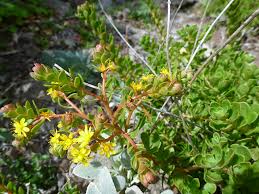 Image result for Aichryson