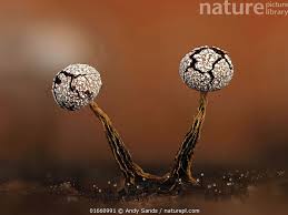 Attēlu rezultāti vaicājumam “Physarum contextum spores”