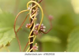Attēlu rezultāti vaicājumam “Cuscuta europaea flower”