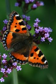 Attēlu rezultāti vaicājumam “Aglais urticae underside”