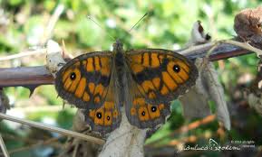 Attēlu rezultāti vaicājumam “Lasiommata megera underside”