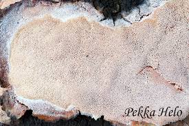 Attēlu rezultāti vaicājumam “Ceriporiopsis resinascens”