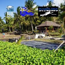 Image result for Diveline