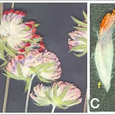Attēlu rezultāti vaicājumam “Anthyllis maritima bud”