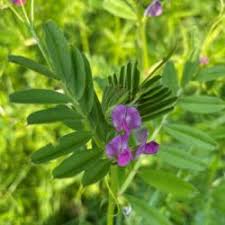 Attēlu rezultāti vaicājumam “Vicia sepium flower”