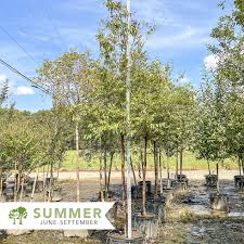 Attēlu rezultāti vaicājumam “Comatricha fragilis stalked”