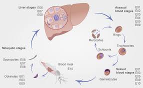 Attēlu rezultāti vaicājumam “Physarum virescens plasmodium”