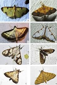 Attēlu rezultāti vaicājumam “Crambidae”
