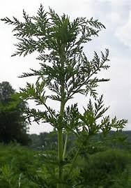 Image result for Artemisia annua