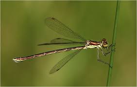 Attēlu rezultāti vaicājumam “Lestes virens”