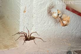 Attēlu rezultāti vaicājumam “Tegenaria sp.”