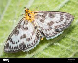 Attēlu rezultāti vaicājumam “Anania hortulata”