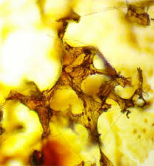 Attēlu rezultāti vaicājumam “Enteridium olivaceum”