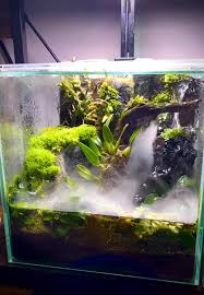 Attēlu rezultāti vaicājumam “Diachea muscorum”