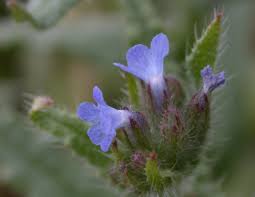 Attēlu rezultāti vaicājumam “Anchusa arvensis”