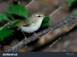 Attēlu rezultāti vaicājumam “Phylloscopus trochiloides adult”