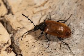 Attēlu rezultāti vaicājumam “Pseudocistela ceramboides”