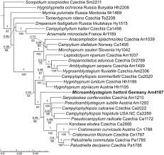 Attēlu rezultāti vaicājumam “Campylophyllum sommerfeltii”