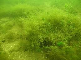 Attēlu rezultāti vaicājumam “Nitella flexilis”